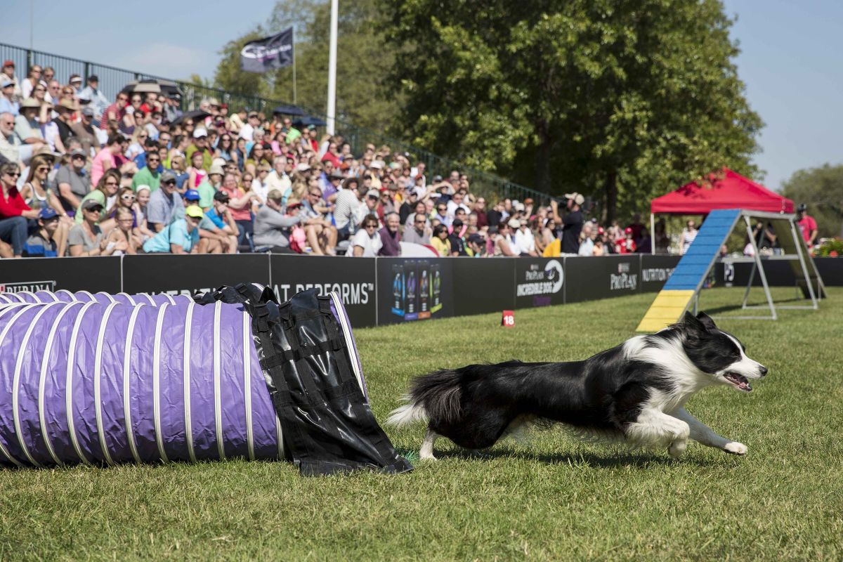 INV Purina Pro Plan Incredible Dog Challenge